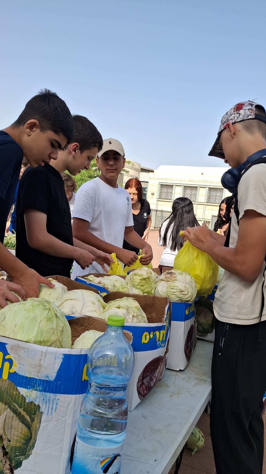 Students sorting and bagging cabbages at an outdoor table